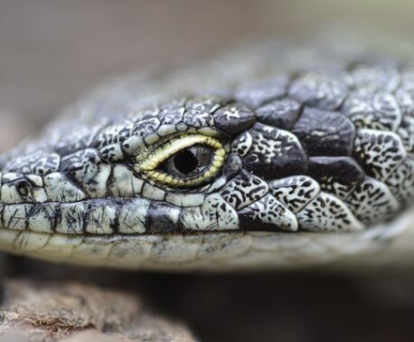 Bromeliad Arboreal Alligator Lizard © Roberto Pedraza Ruiz