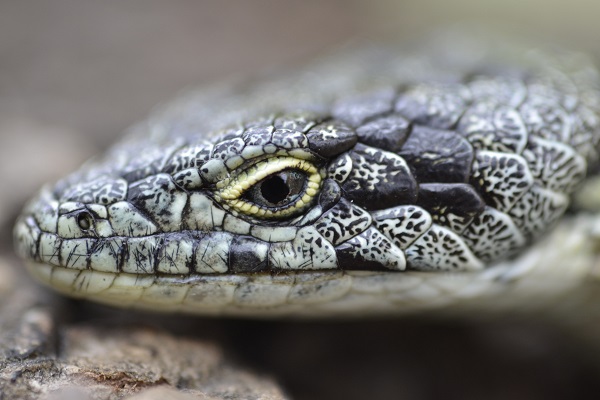 Bromeliad Arboreal Alligator Lizard © Roberto Pedraza Ruiz