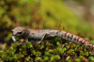 Leprous False Brook Salamander (Bolitoglossa leprosa) © Nina Seale/World Land Trust