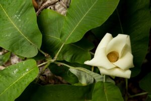 Magnolia rzedowskiana copia, a magnolia tree species found in Sierra Gorda, Mexico