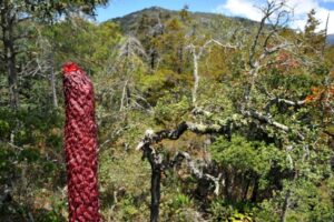 New agave species discovered in Sierra Gorda, Mexico