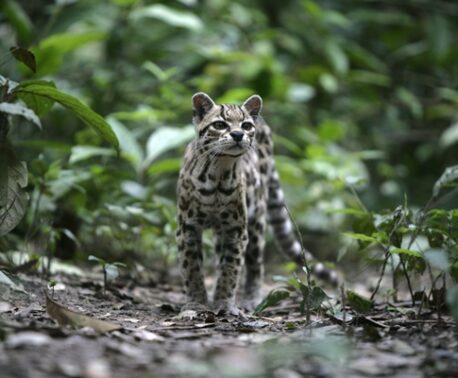 Margay in forest