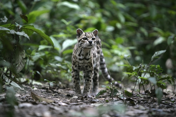 Margay in forest