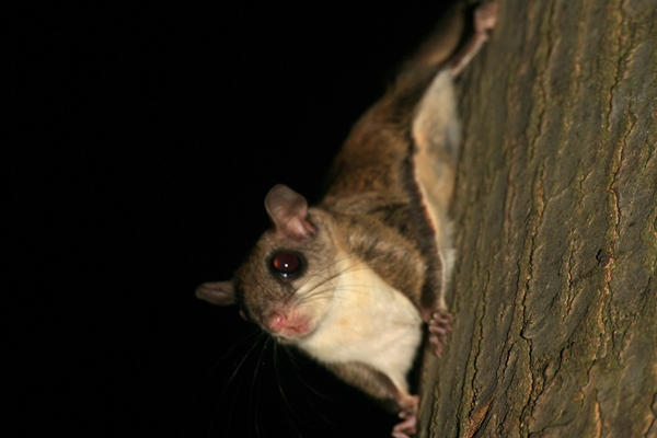 Southern Flying Squirrel. Image: Laszlo Ilyes