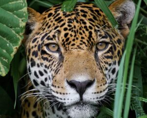 Jungle for Jaguars, Belize