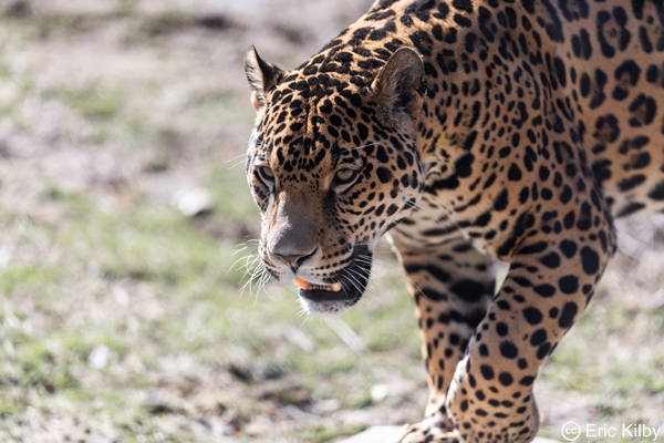 Jaguar