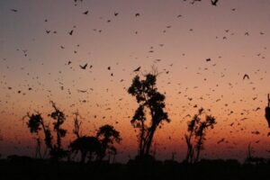 Bats fill the Zambian sky at dusk © Frank Willems