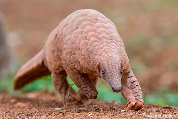 Indian Pangolin (Manis crassicaudata)