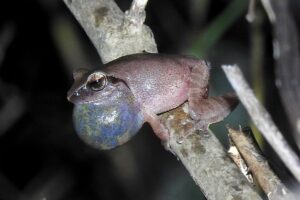 Wayanad Bush Frog