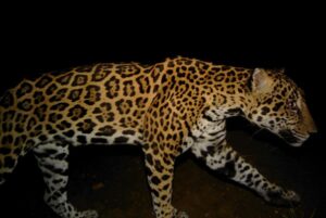 Jaguar photographed by a trail camera in the Jungle for Jaguars corridor. © CSFI