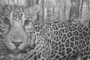 Jaguar photographed by a trail camera in Freshwater Creek Forest Reserve