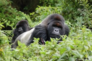 Mountain Gorillas in Rwanda. Image: Joachim Huber