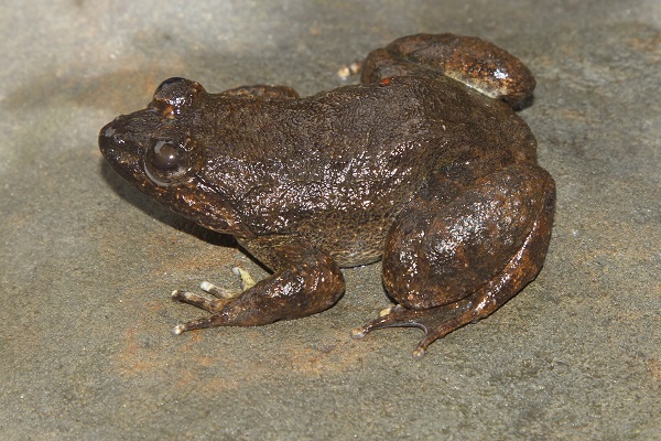 New frog species Limnonectes kiziriani showing different colour morph, individual photographed in Khe Nuoc Trong © Nguyen Quang Truong/ Viet Nature