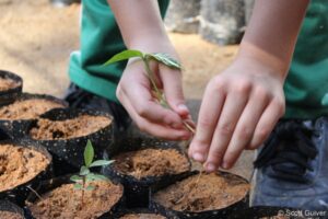 Child's hands planting a tree in REGUA, Brazil