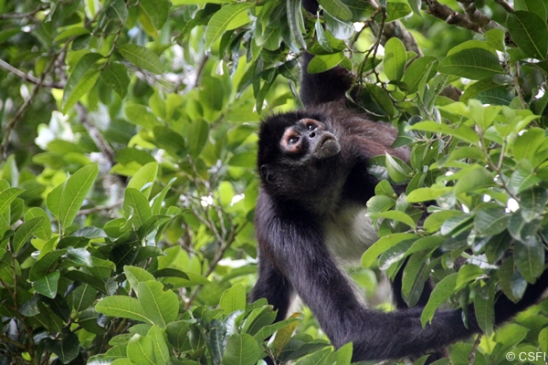 Geoffroy's Spider Monkey