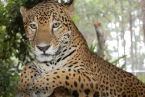 Jaguar in Belize © CSFI