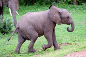 Young African Elephant. Image: Lars Plougmann