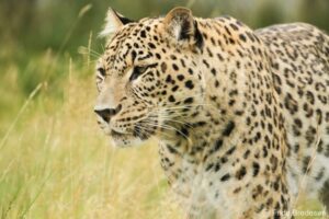Caucasian Leopard. Image: Frida Bredesen