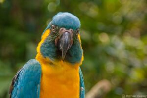 Blue-throated Macaw. Image: Michael Seeley