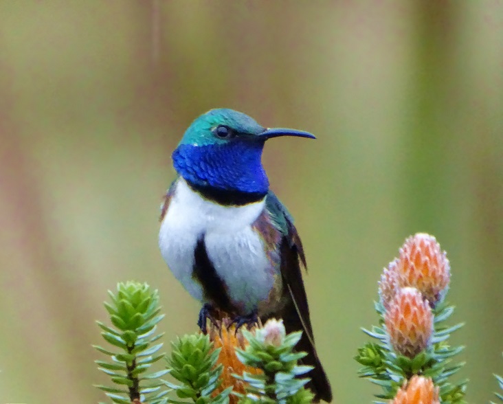 Blue-throated Hillstar