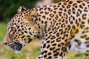 Caucasian Leopard. Image: Tambako The Jaguar