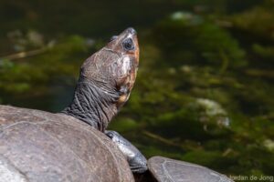 Magdalena River Turtle. Image: Jordan de Jong