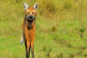 Maned Wolf in Barba Azul Nature Reserve