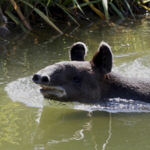 Mountain Tapir. Image: Jean/Flickr