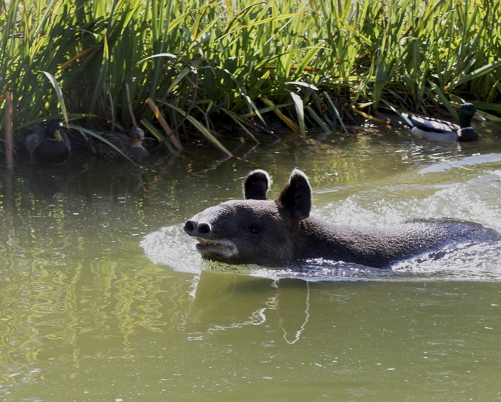 Mountain Tapir. Image: Jean/Flickr