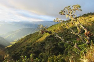 Cloud forest and paramo in northern Peru. Image: NCP