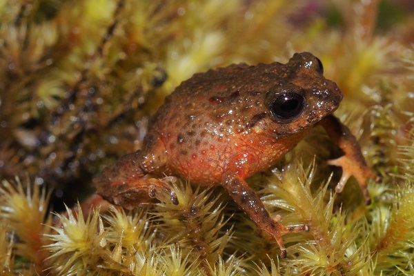 Pristimantis tiktik male Image Paul Szekely