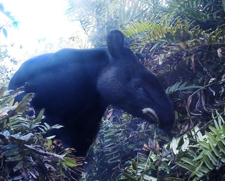 Mountain Tapir. Image: Fundación Jocotoco