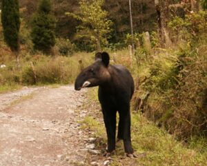Mountain Tapir. Image: Juan Pablo Reyes/EcoMinga