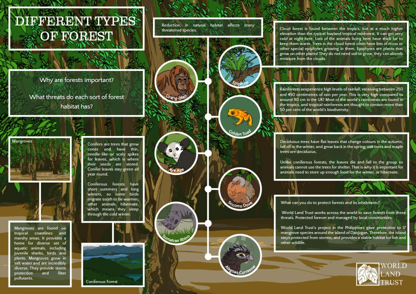 Different Types of Forest 1 World Land Trust different-types-of-forest-1-world-land-trust
