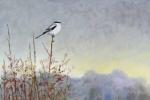 Great Grey Shrike by Martin Woodcock