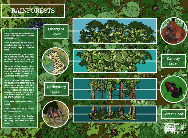 Conservation Materials for schools, free rainforest education for KS1 KS2
