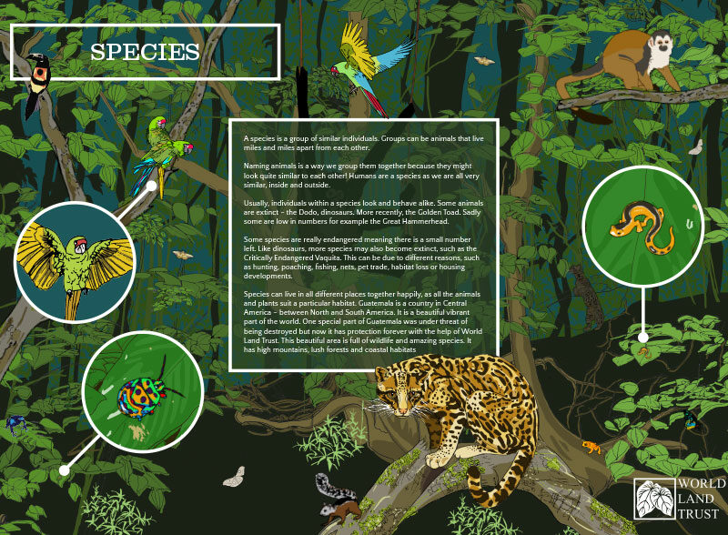 rainforest science experiments ks2