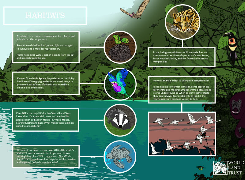 rainforest science experiments ks2