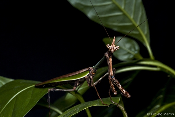 Unicorn Mantis. Image: Projeto Mantis