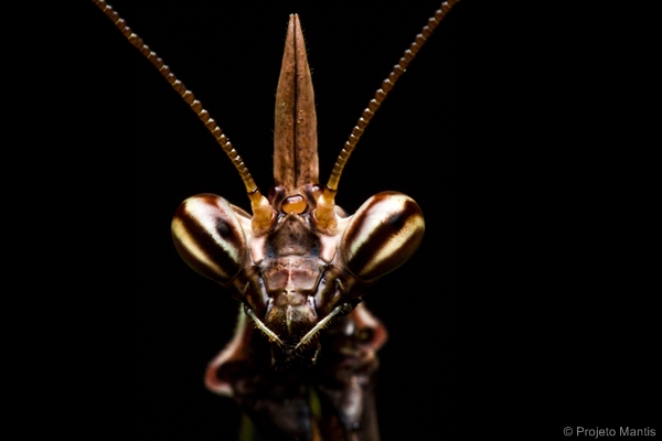 Unicorn Mantis. Image: Projeto Mantis