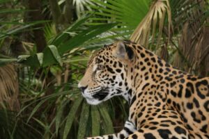 Jaguar in Belize. Image: CSFI