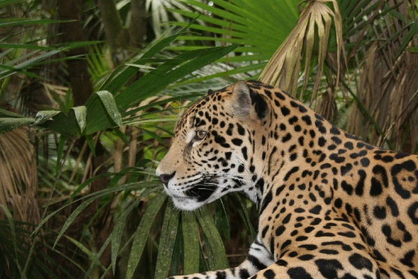 Jaguar in Belize. Image: CSFI