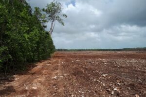 Deforestation in Belize. Image: CSFI