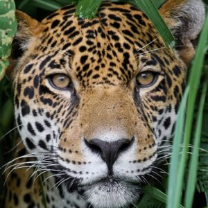 Jaguar, WLT News Autumn 2018 cover. Image: Adalbert Dragon/Shutterstock