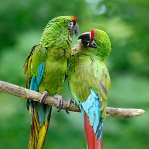 Military Macaws, WLT News Spring 2018 cover. Image: Ondrej Prosicky/Shutterstock