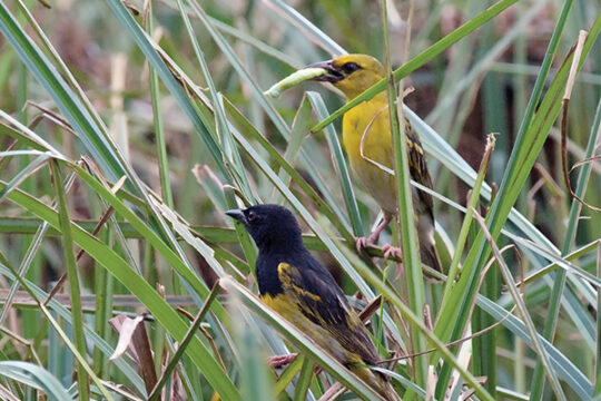 Male & female Clarke's Weaver carrying food, Male & female Clarke's Weaver carrying food © Colin Jackson