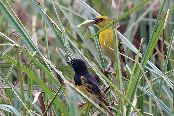 Male & female Clarke's Weaver carrying food © Colin Jackson