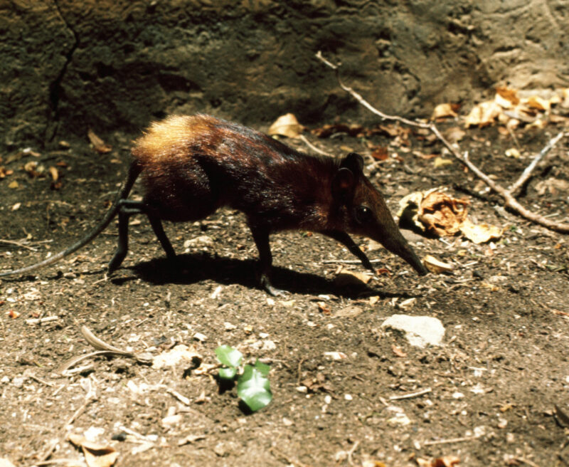 Golden-rumped Elephant Shrew