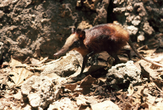 Golden-rumped Elephant shrew Golden-rumped Elephant shrew