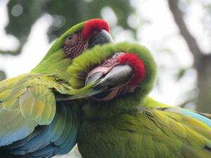 Release Great Green Macaws Fundacion Jocotoco © Michael Moens (164) (1)